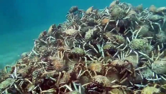 Des centaines de crabes araignée se déplacent en groupe : terrifiant!
