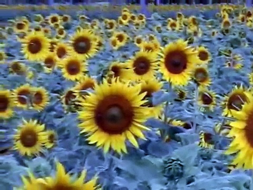 Sun Flowers and Bees - in Love