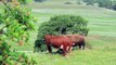 Hereford and Black Angus bulls in King of the Hill battle at Elk Creek CA