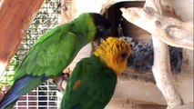 Conure Parrots ATTACK Kitty Cats in their Cage