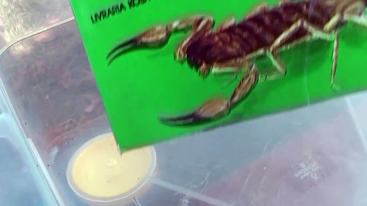 Como pegar um escorpião na mão sem ser picado!!
