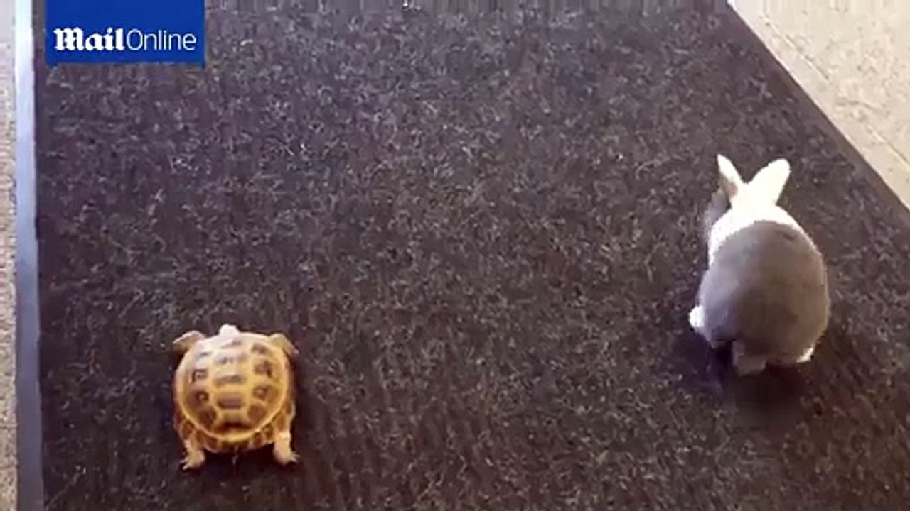 Who will win- Real life race between tortoise and rabbit