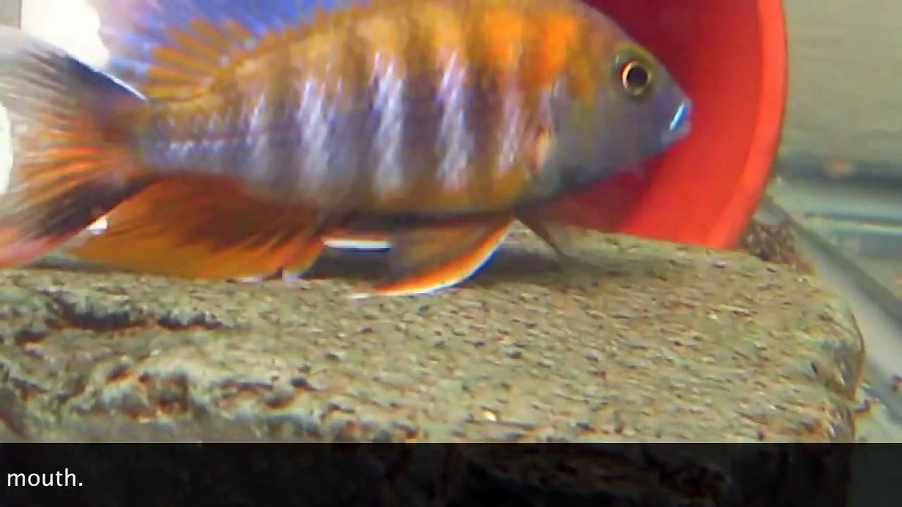 How To Breed African Cichlids
