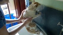 Kitty taking a bath... that's awkward!
