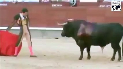 Bull VS Man. man got injured