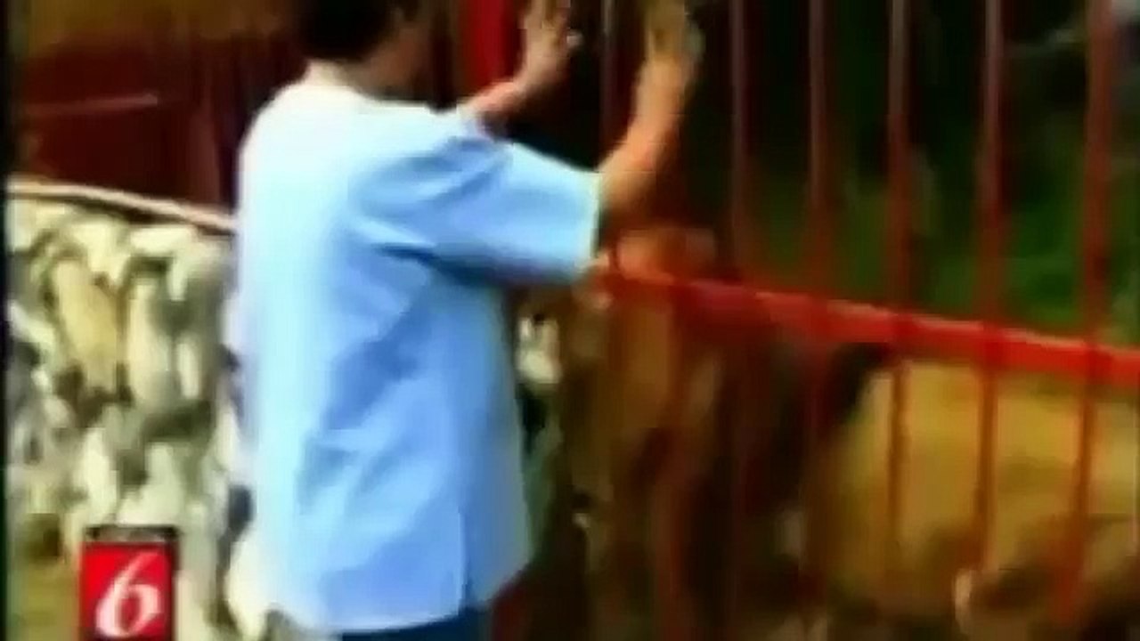 Kız Aslanı Dudağından Öptü   Bakın Aslan Ne Tepki Verdi