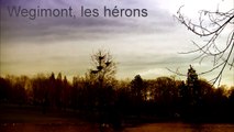 Hérons