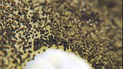 Un superbe time-lapse macroscopique. Qui aurait cru que la moisissure pouvait être aussi fascinante ?