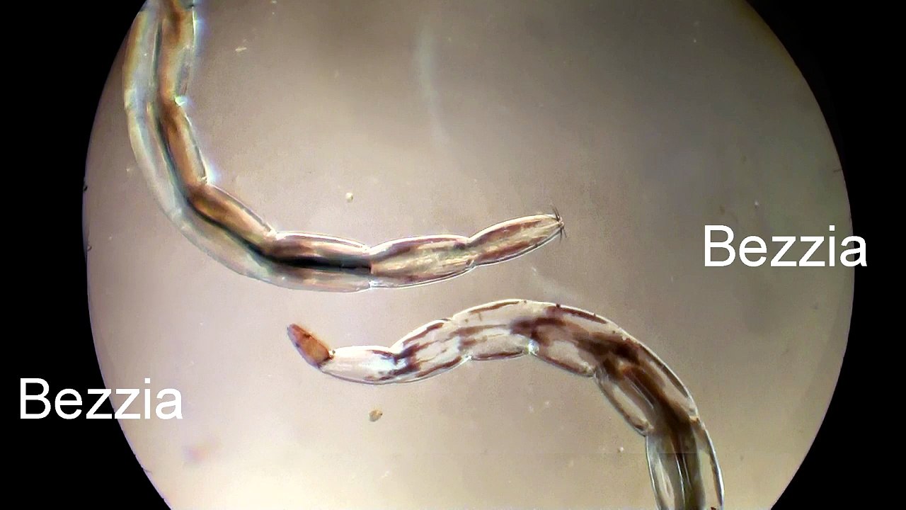 Bezzia larva