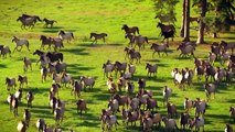 Amazing Galloping Horses 1080p HD