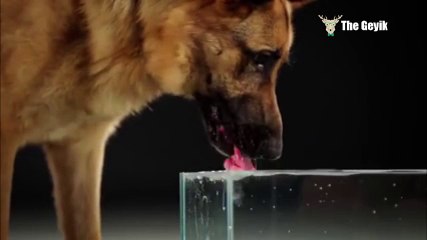 Köpekler suyu nasıl içer?