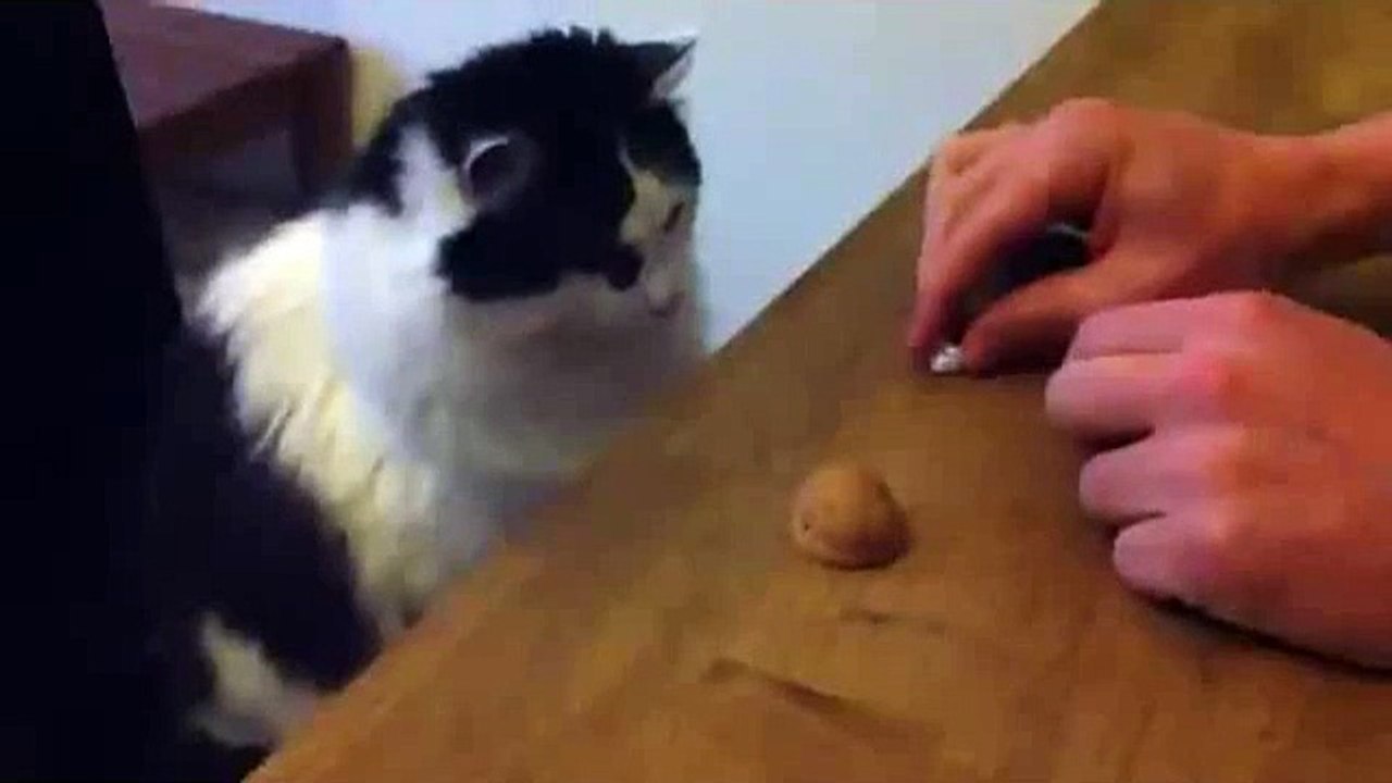 Cat Winning Gambling Shell Game Video