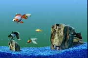 Goldfish Aquarium Tank Swimming Gold Fish Video Clip