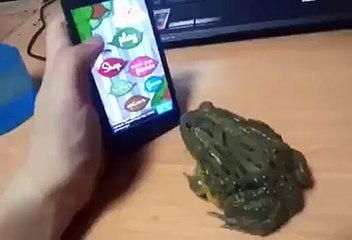 Frog Using Smart Phone...!!!!!!!!!!!!!!!!