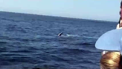 Blue whale impersonates large shark Video
