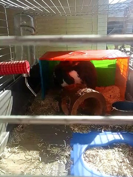 Mon lapin Mimi se lave-2 en mode trop mignon...