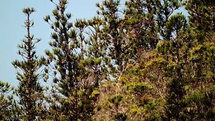 Walking With Dinosaurs: New Blood