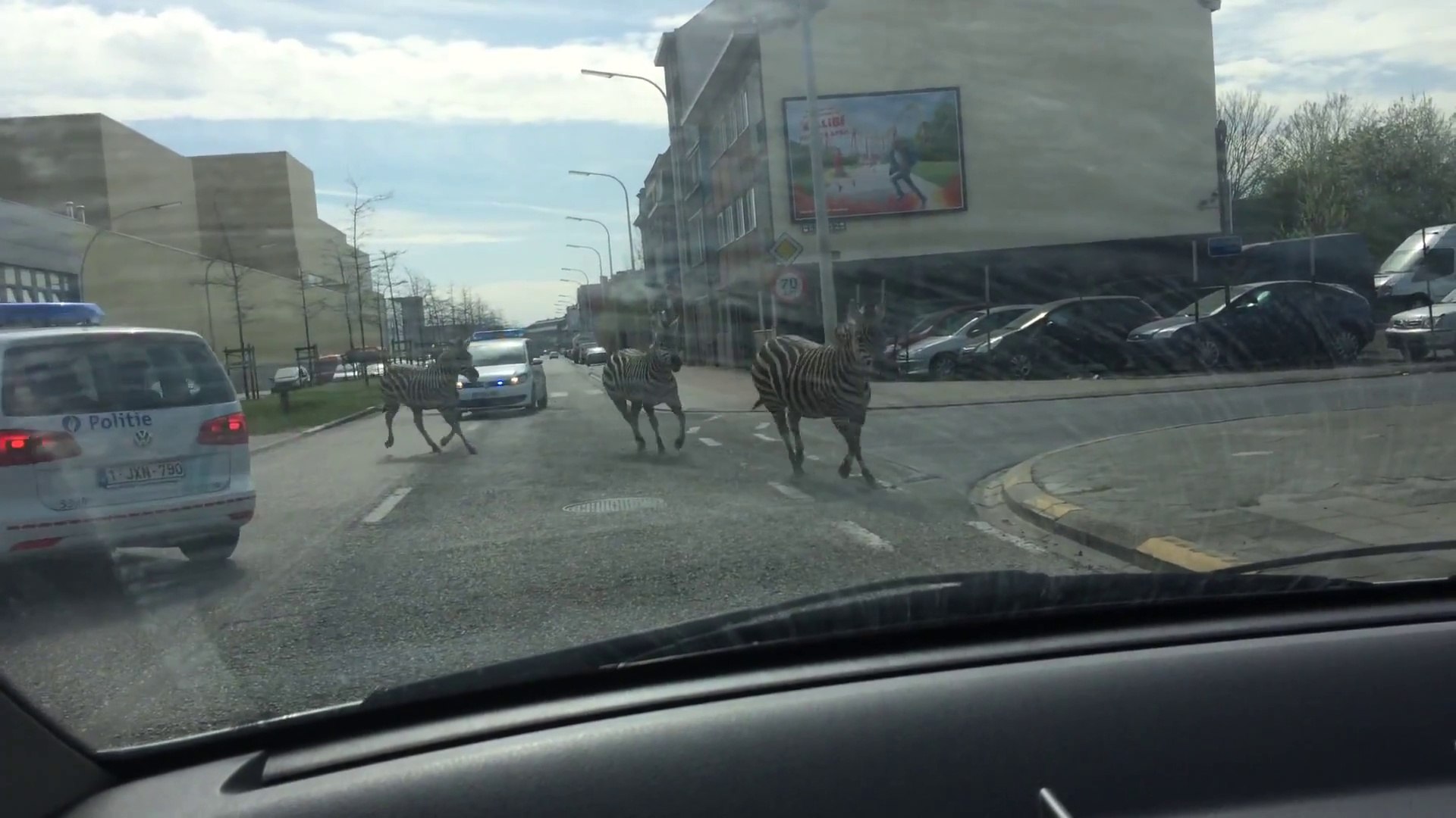 ⁣Zebras Run Free Around Brussels