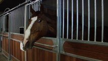 Hva gjør hestene på Lefdals Rideskole når du ikke er der?