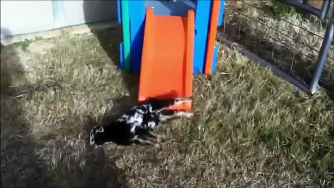Топ приколы с животными. Top fun with animals