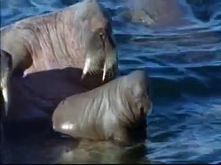 NIRVANUS - El oso polar y las morsas