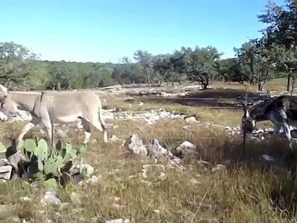 Donkey First Meeting