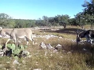 Donkey First Meeting
