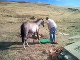 wao amazing miracle horse man is offering prayer and horse too 2 other guys are watching this scene