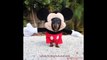 Ce chien est déguisé en Mickey Mouse et c'est très drôle !