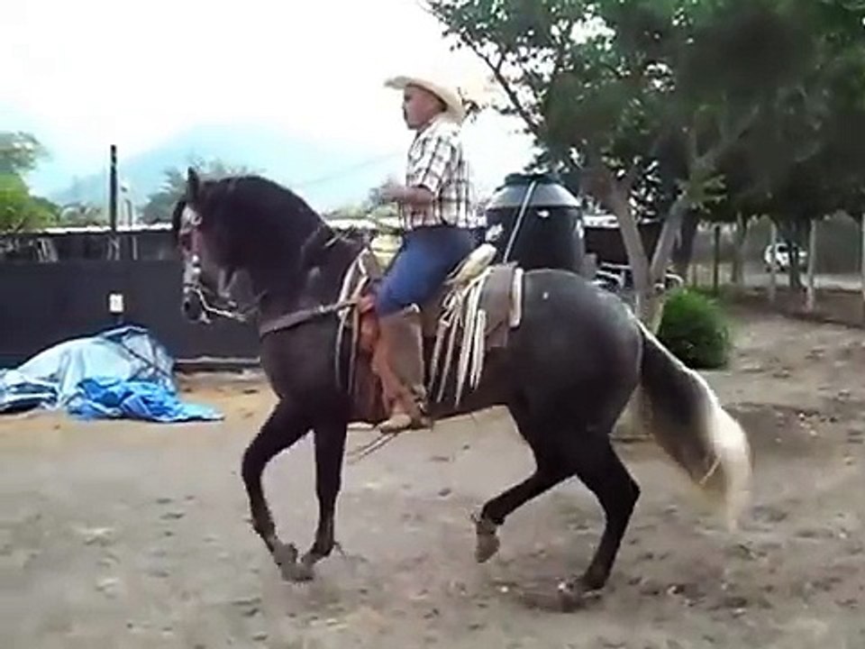 CABALLOS BAILADORES