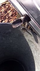 Érablière au pied du Mont St-Hilaire