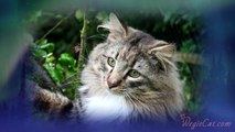 About Norwegian Forest Cats
