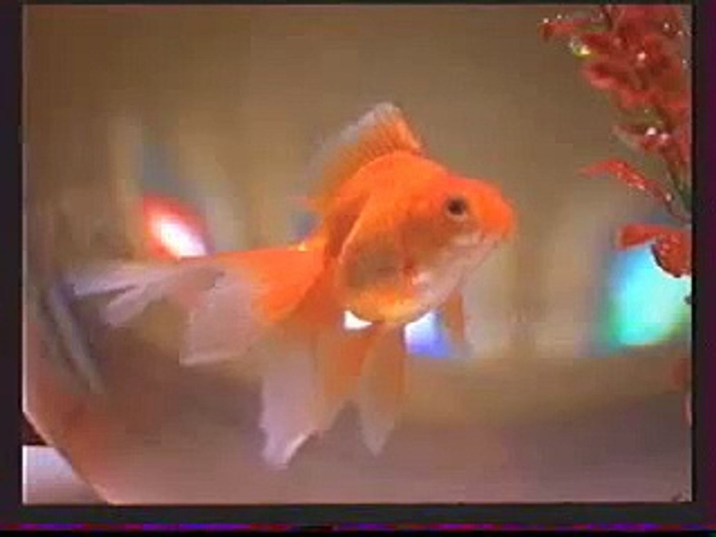 ⁣Ikea - Goldfish