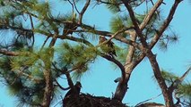 SWFL Eagles_Intruders Remain~E6 Has A Lazy Day~03-29-15