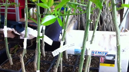 Grafting Lemon Trees Eureka DaleysFruit.com.au