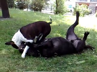 Pit bull vs Cane Corso