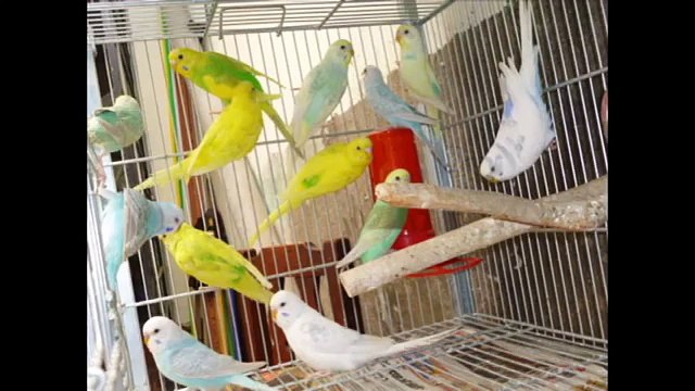 CRIADERO CALI - PERICOS AUSTRALIANOS E INGLESES - LIMA - PERU