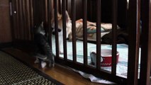 子猫の相手をするチワワ - Chihuahua playing with kitten 4 -