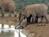 Female Elephants Rescue A Drowning Baby