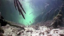 Smalltooth Sawfish Giant  - Andros, Bahamas
