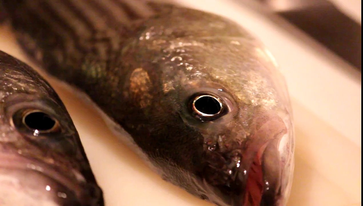 Frozen fish comes back to life video Dailymotion