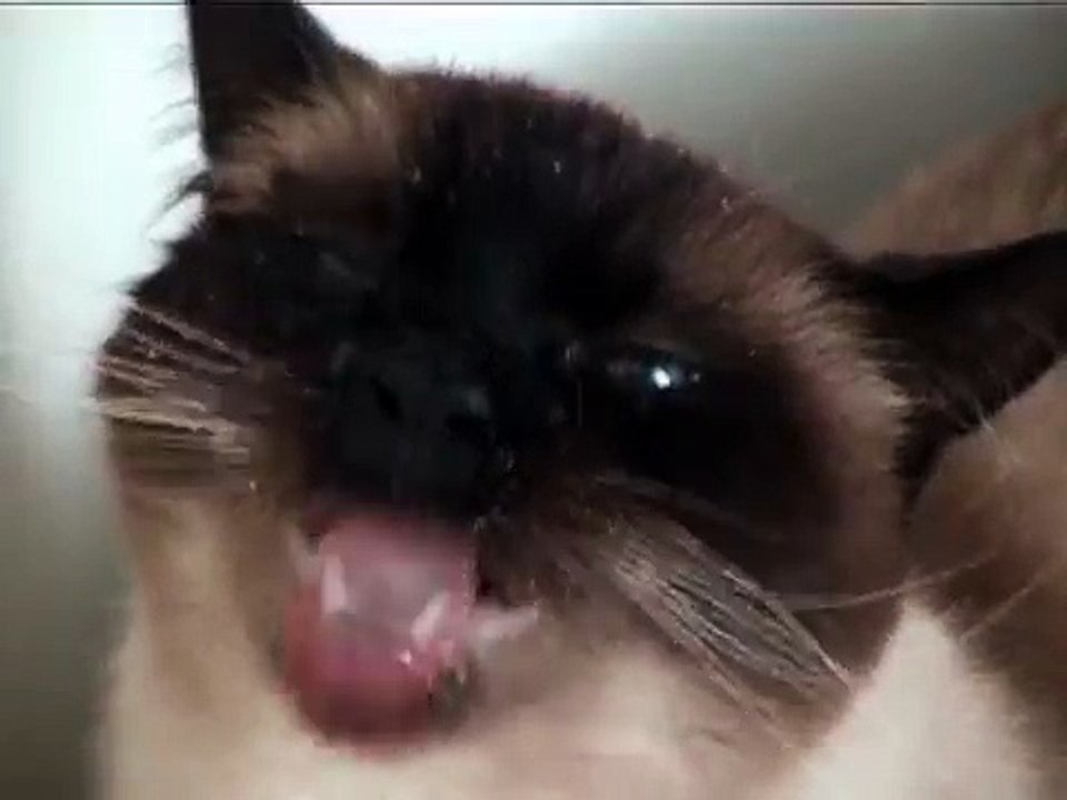 Cat in the shower