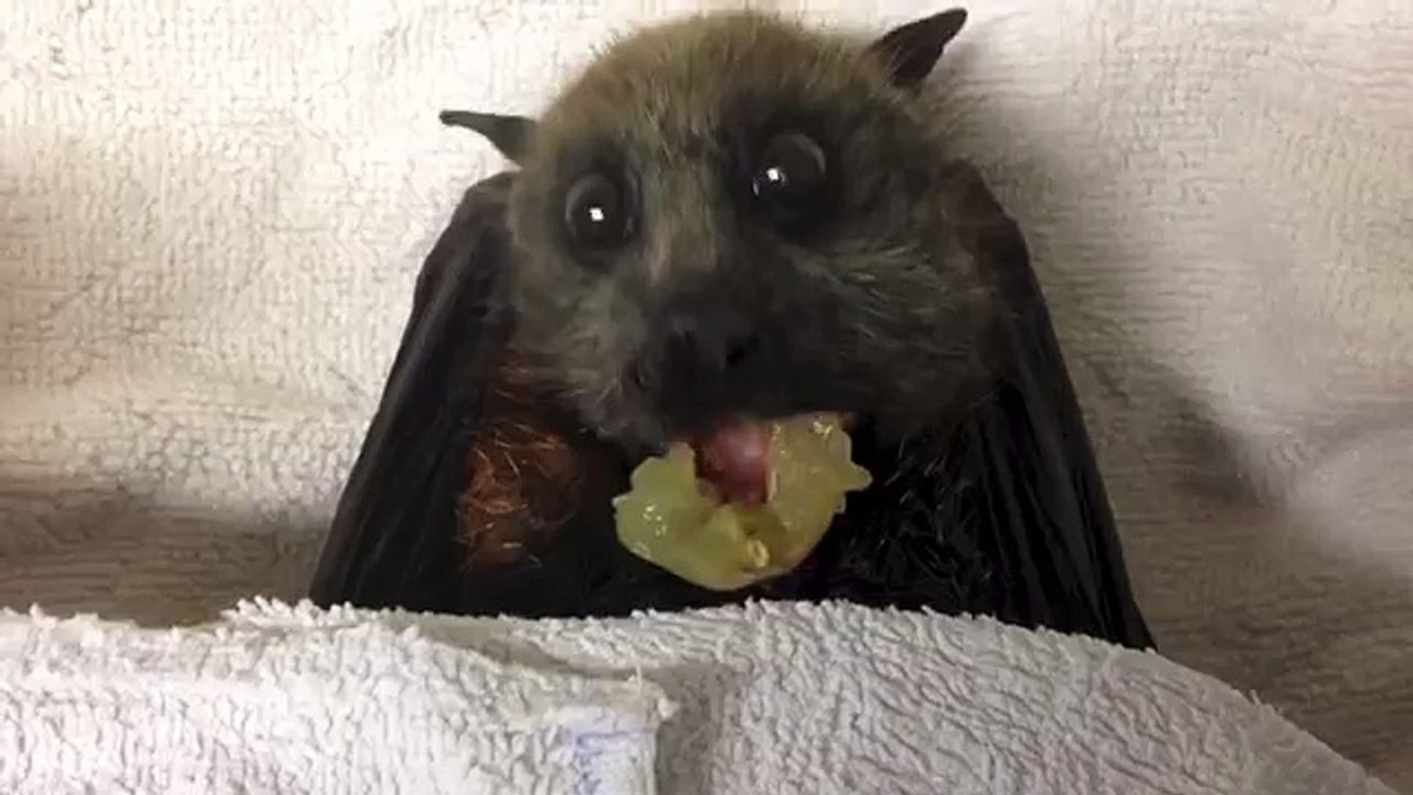 Flying-Fox (bat) eats grapes