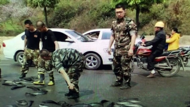 Apocalyptic Fish Spill As Truck Spills 7 Tons of Catfish