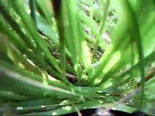 Dog cam,From Dog's Point Of View