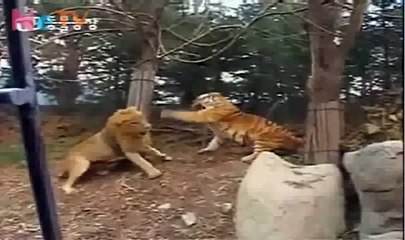 Tiger vs Lion Battle.