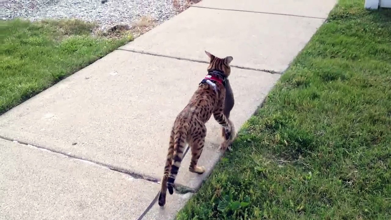 F1 Savannah Cat and Squirrel
