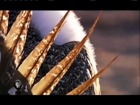 NATURE | What Females Want and Males Will Do | Fembot | PBS