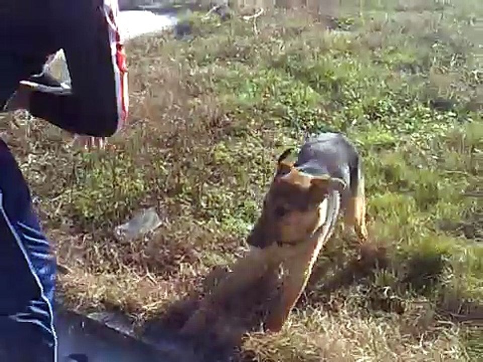 german shepherd bites boy to death