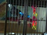 Sam the African Grey Parrot talking